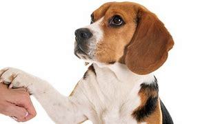 Pet Related Tax Write-offs to Consider